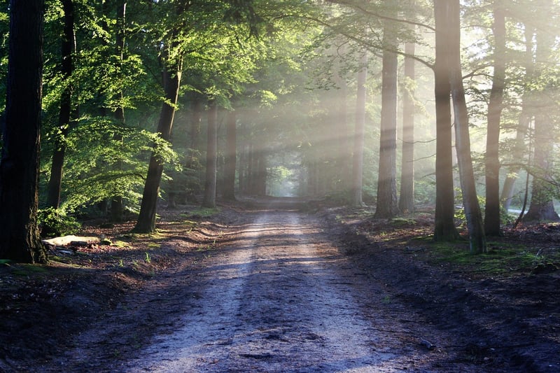 Hidden Trail