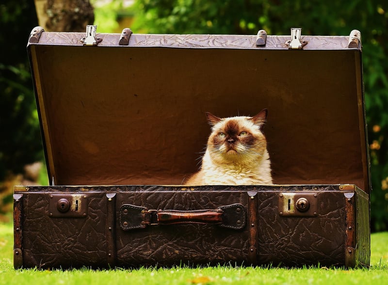 Suitcase packed efficiently